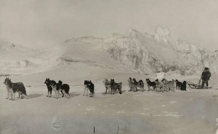 Click to enlarge sled dog