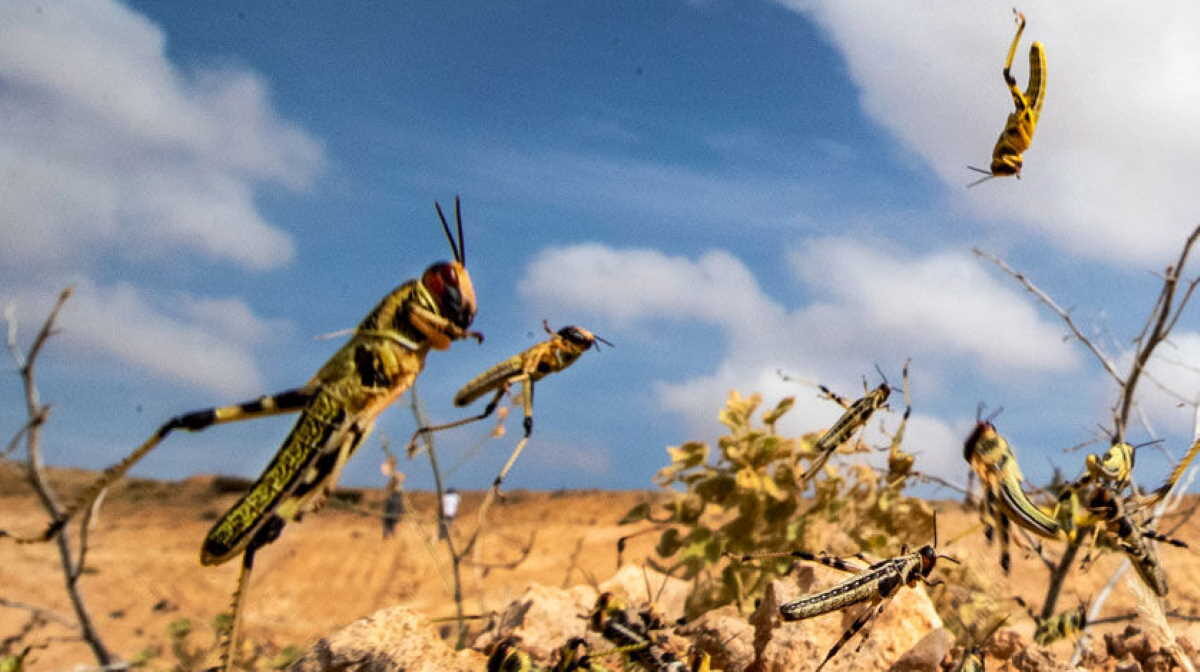 Click to enlarge Locusts