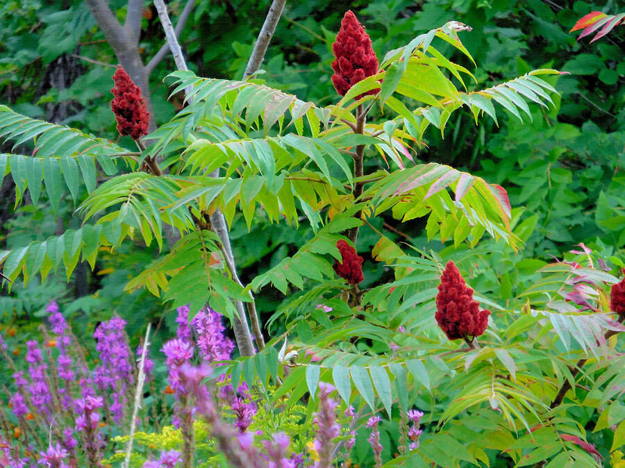 Rhus glabra