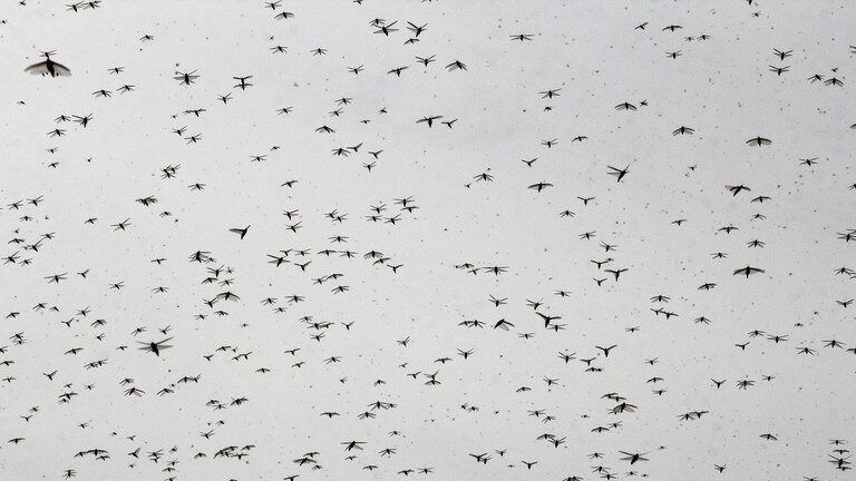 locusts