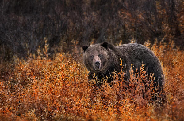 BEAR