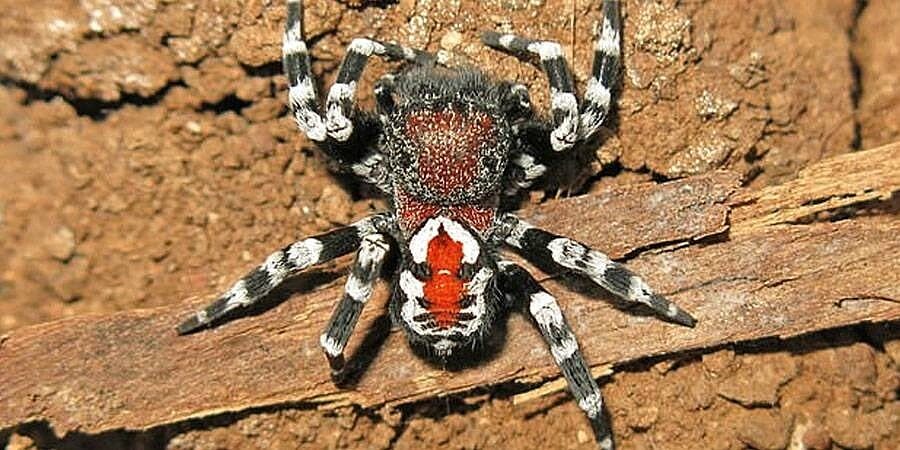 Click to enlarge joker face spider
