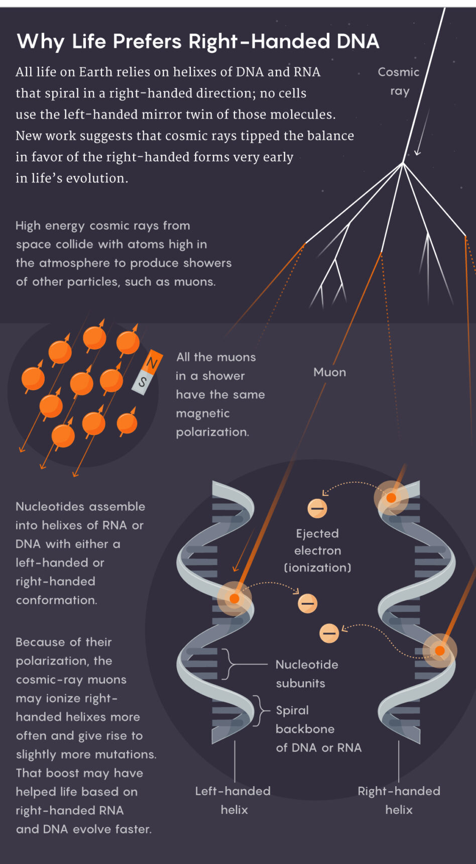 Click to enlarge Right-Handed DNA