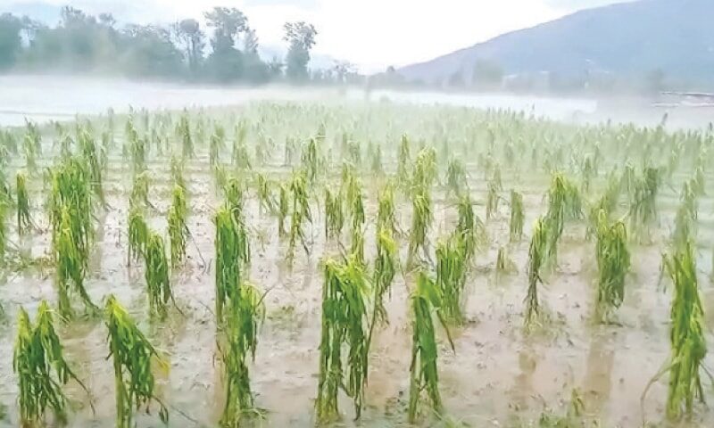 hailstorm damaged standing maize crop