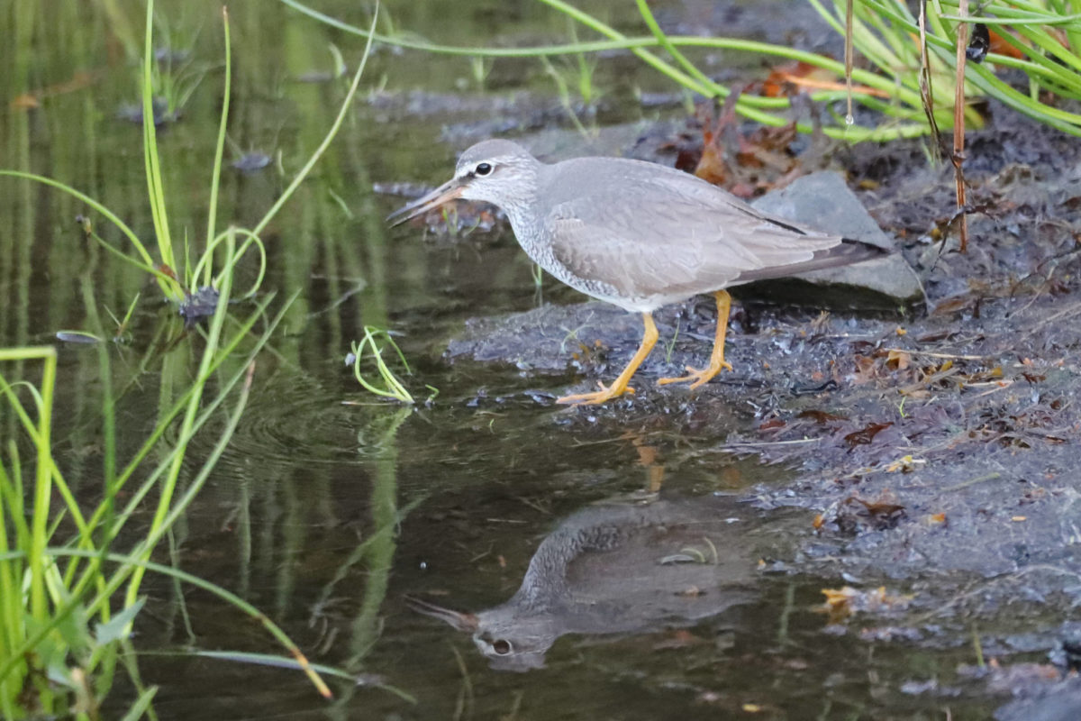gray-tailed tattler
