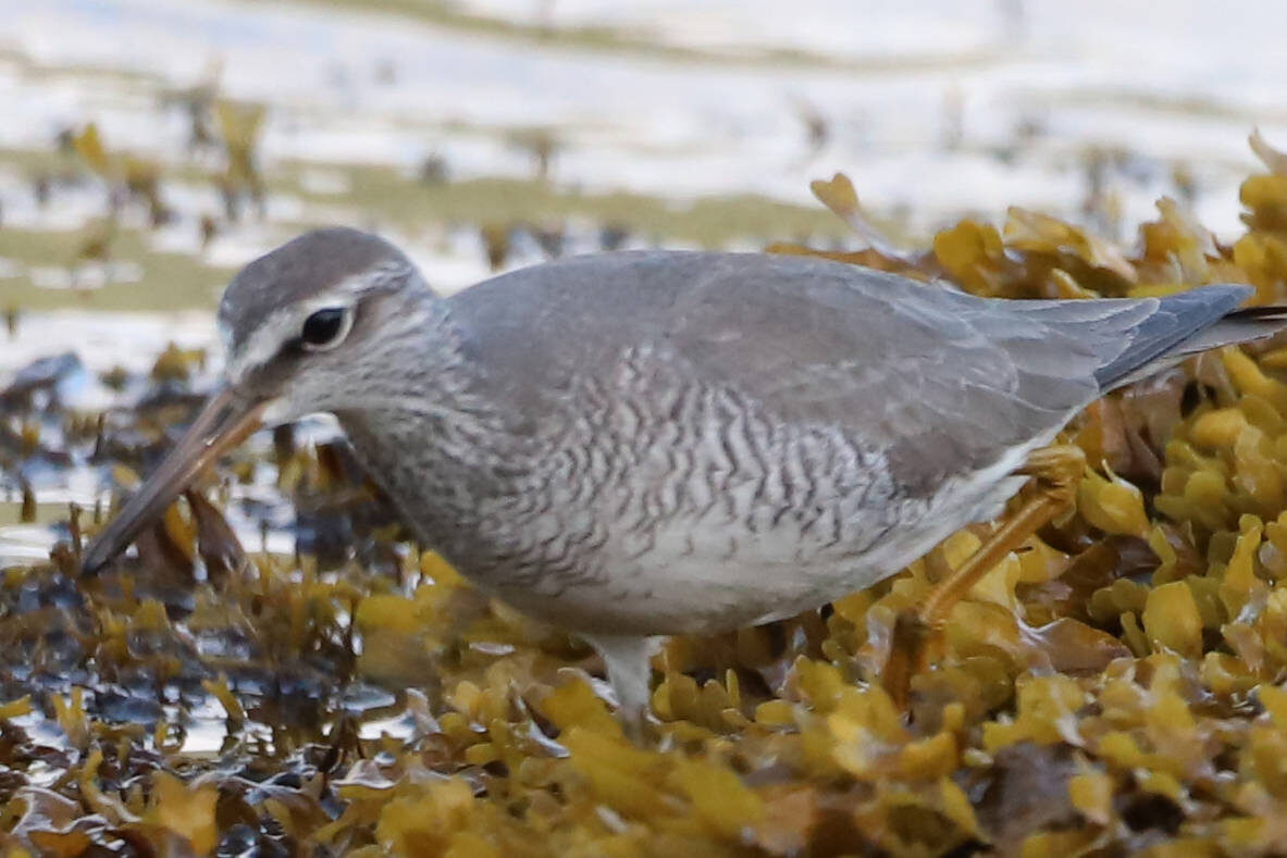 gray-tailed tattler