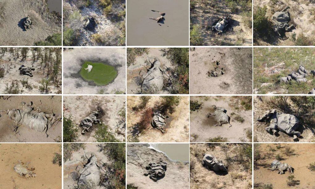 elephant deaths