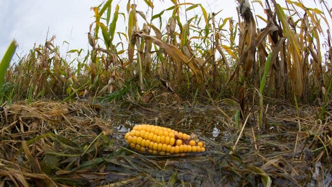 Poor ND corn harvest