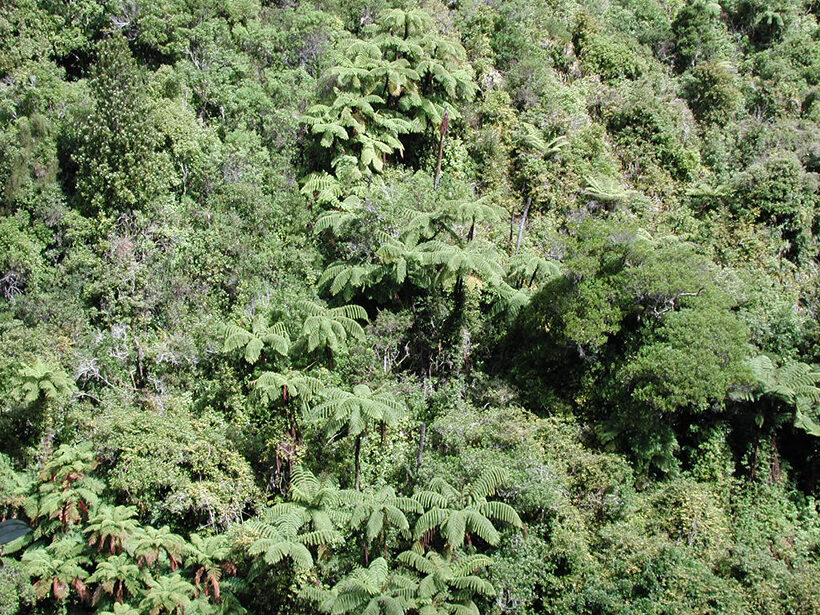 Akatarawa Forest