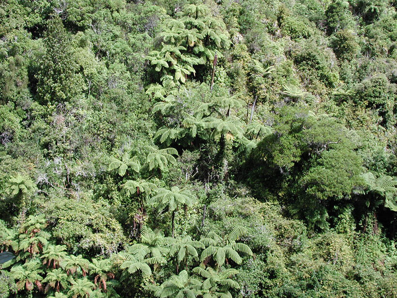 Click to enlarge Akatarawa Forest