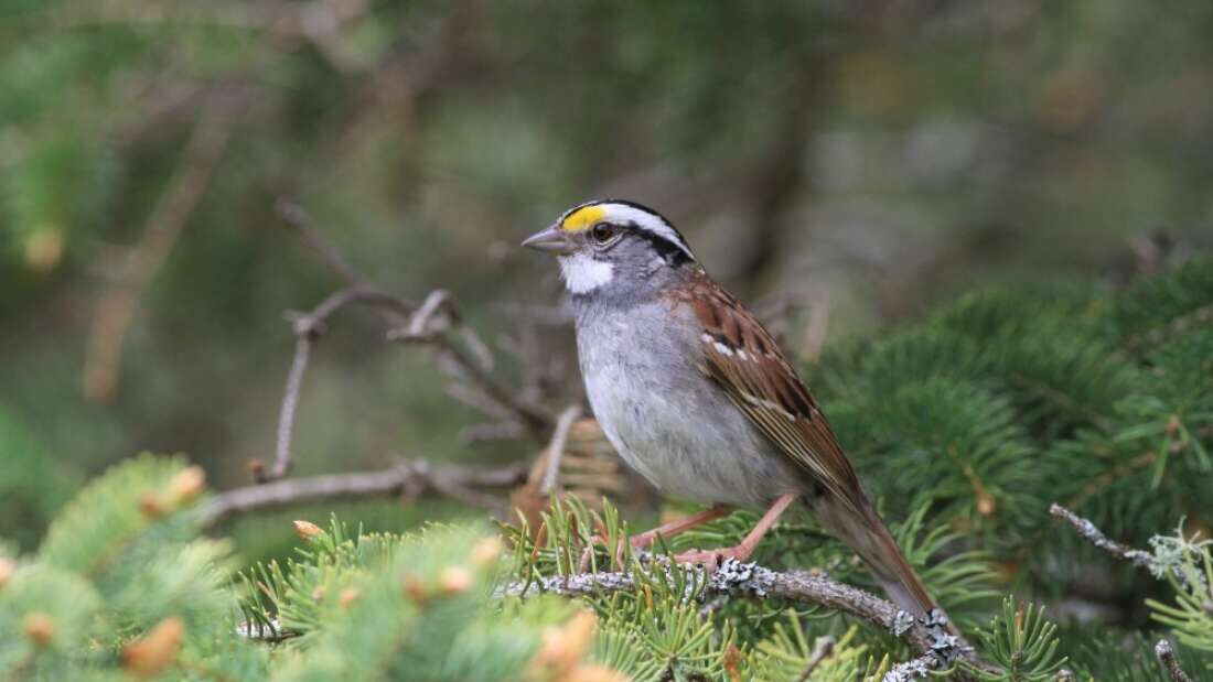 white throated sparrow