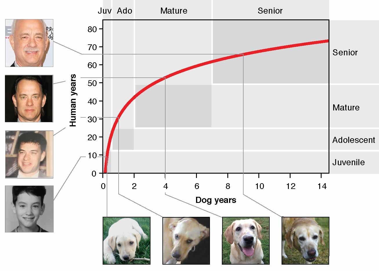 Dog to Human Years