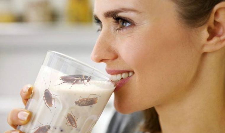 Click to enlarge cockroach milk