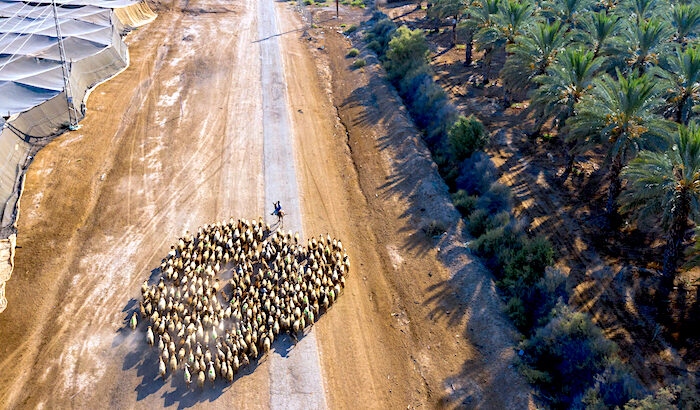 Palestinian shepherd