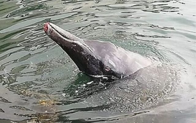 The male Sowerby's beaked whale was spotted in distress in Wicklow Harbor on Saturday.