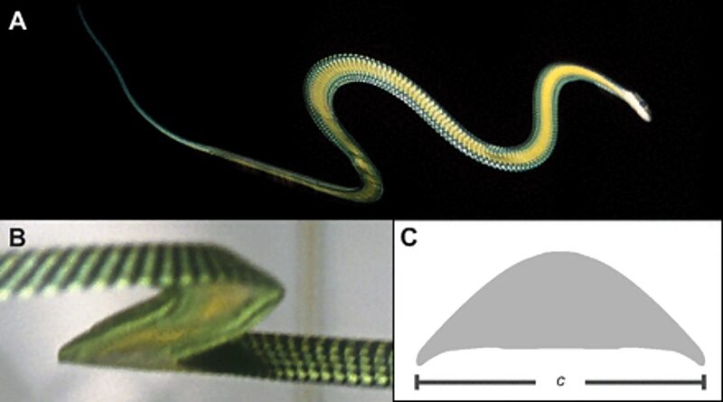 Click to enlarge flying snake