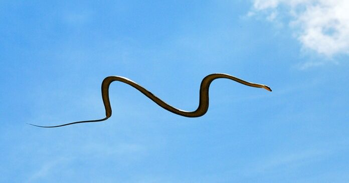 Click to enlarge paradise flying snake (Chrysopelea paradisi)