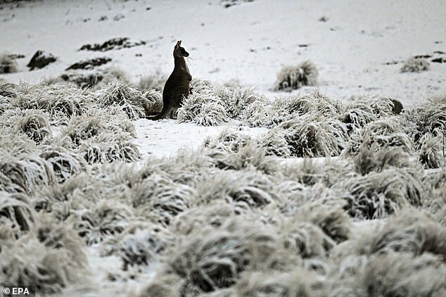 Click to enlarge A kangaroo (pictured) shivered through freezing conditions in Wadbiliga National Park near Nimmitabel in the NSW region of Monaro on Saturday