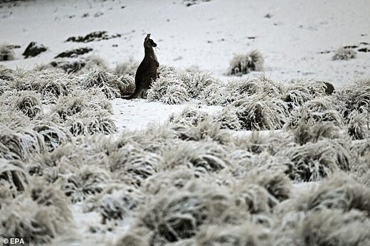 A kangaroo (pictured) shivered through  freezing conditions in Wadbiliga National Park near Nimmitabel in the NSW region of Monaro on Saturday