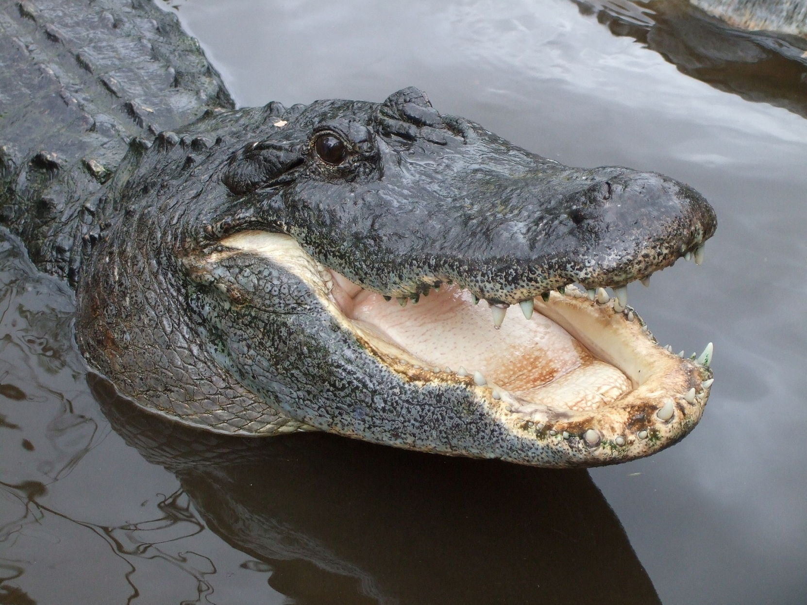 gator