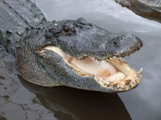 Alligator attacks 75-year-old woman in Okatie, South Carolina
