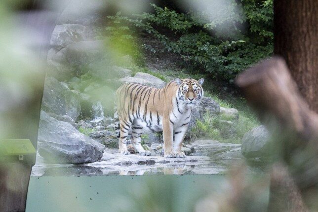 Another Siberian tiger,