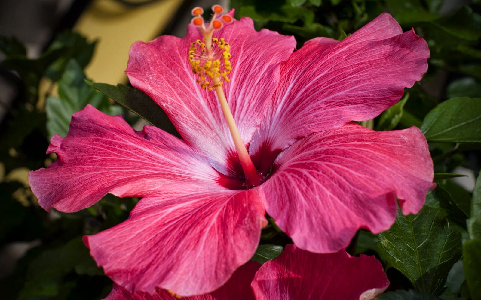 Click to enlarge hibiscus