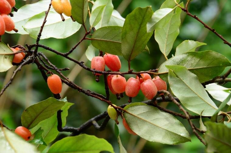 Click to enlarge Elaeagnus