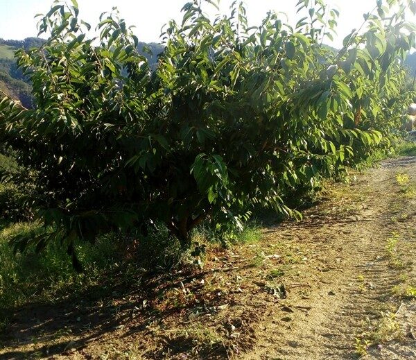 Click to enlarge Cherry fruit and leaves in the ground at the Venzi company