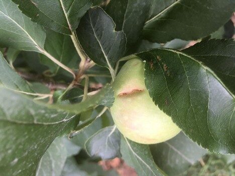 Hail damage on an apple in Formicola