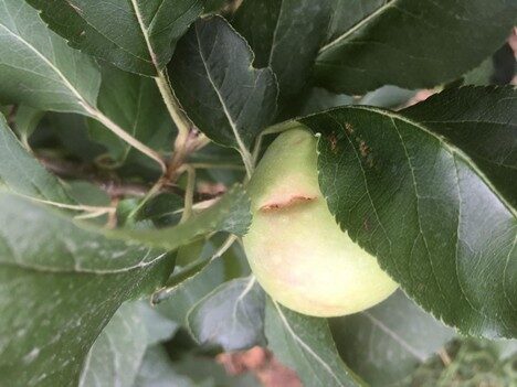 Click to enlarge Hail damage on an apple in Formicola