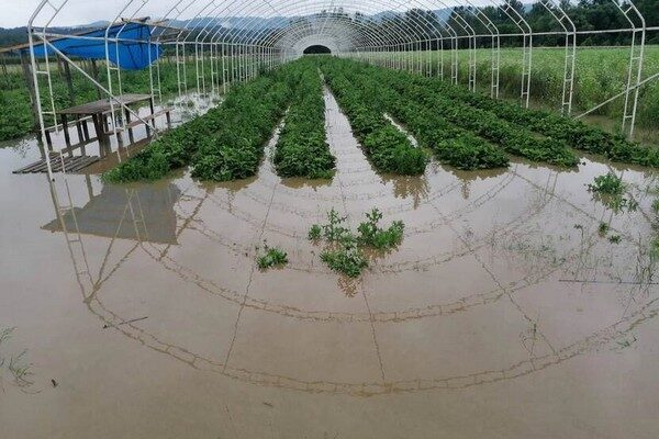 Vegetable gardens, pastures, crop plantations and raspberry orchards were flooded after the rains in Serbia. Raspberry plants take years to mature.