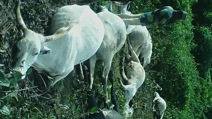 The cows killed by lightning