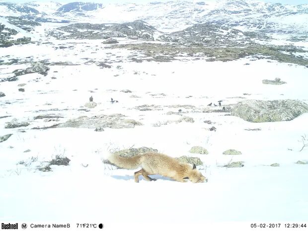 Click to enlarge red fox