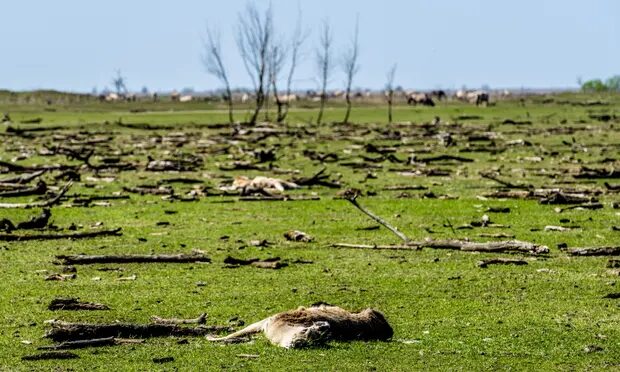 Click to enlarge Oostvaardersplassen