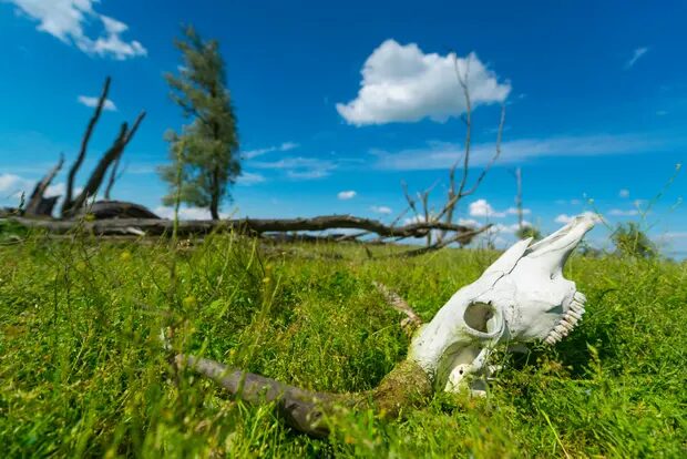 Click to enlarge animal skull grass