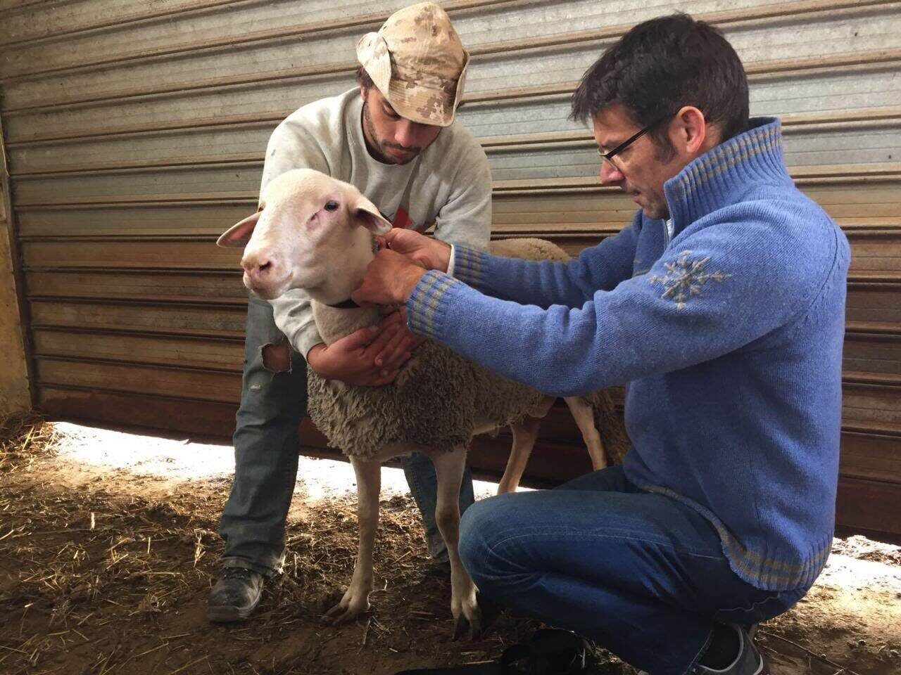 Professor Martin Wikelski attaches accelerometers to the collars of farm animals