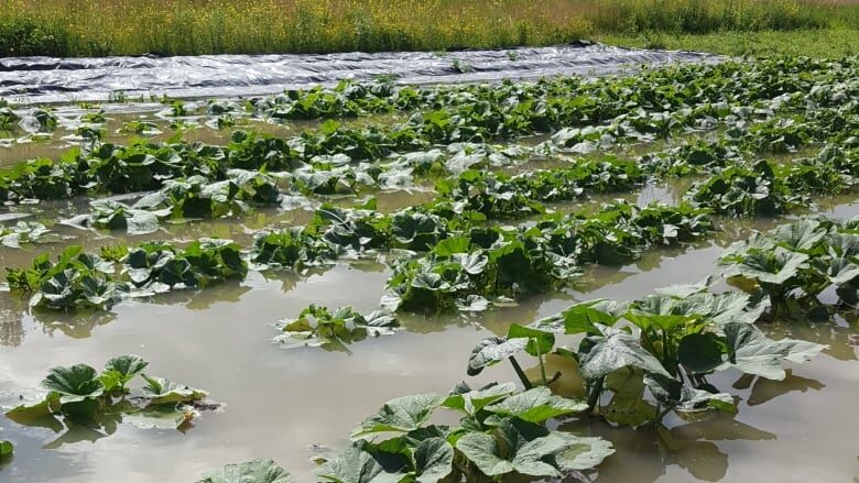 flood field