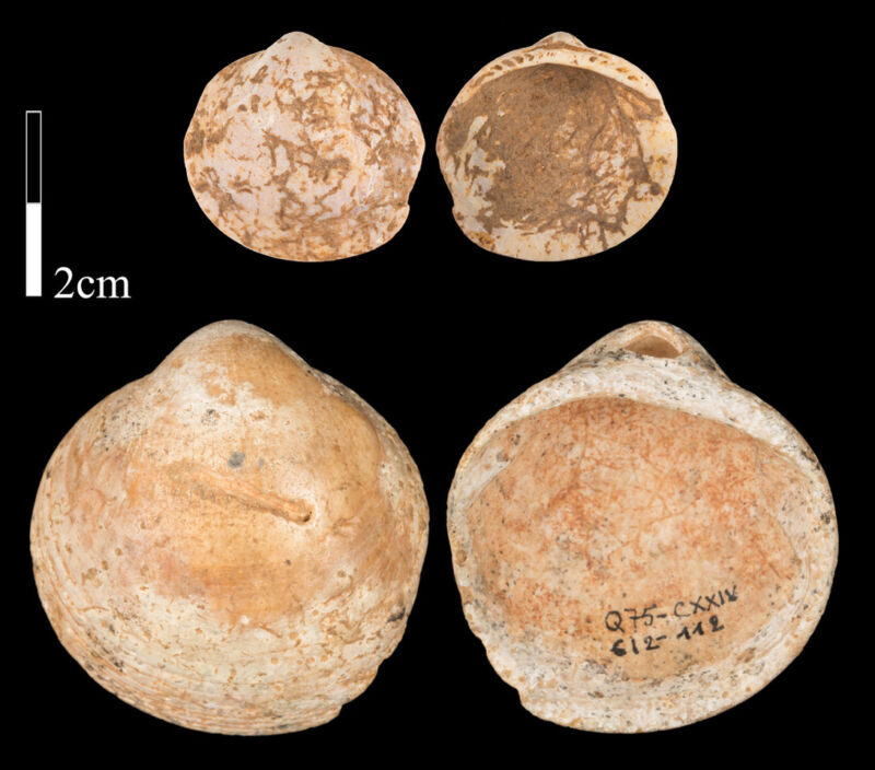 Click to enlarge Ancient Shells