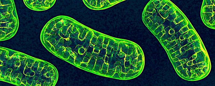 mitochondria