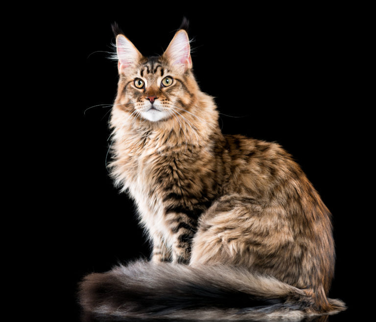 Click to enlarge Maine Coon