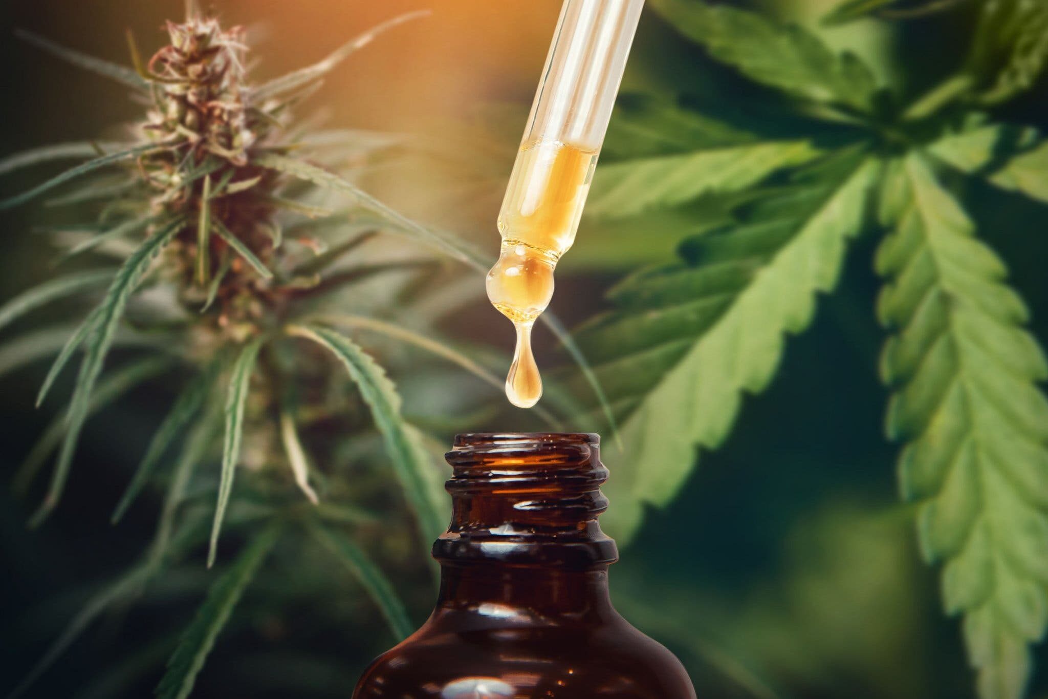 Click to enlarge CBD, cannabinoid
