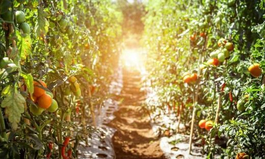 Click to enlarge tomato