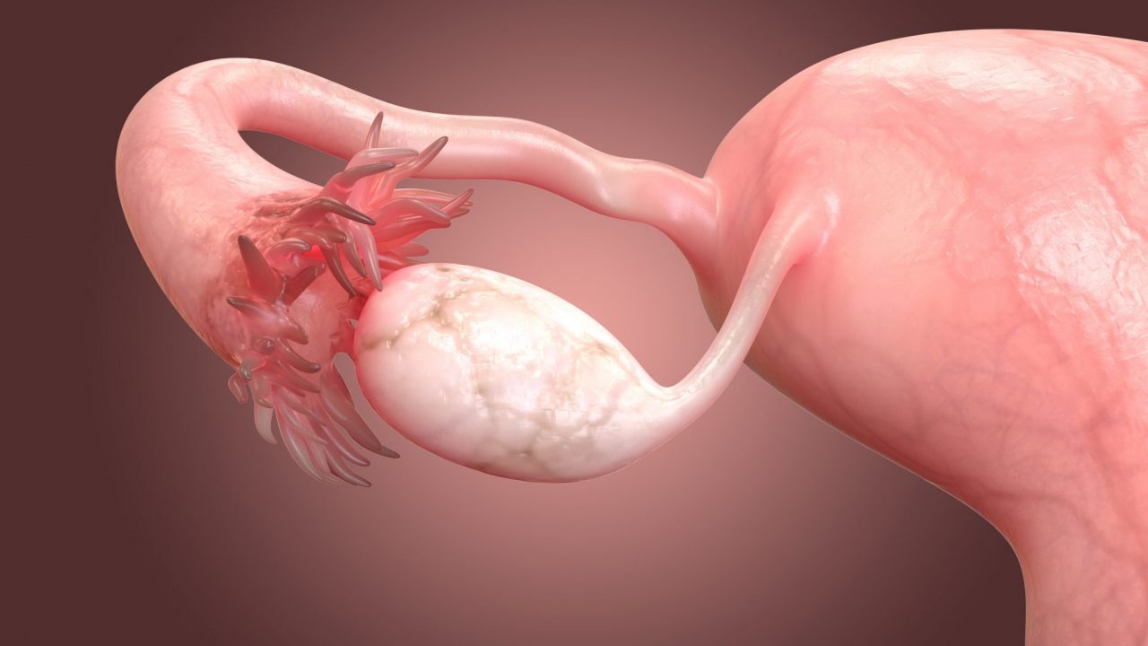 Click to enlarge ovary