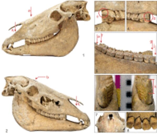 Click to enlarge ancient horse domestication