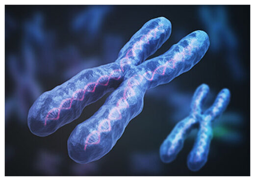 The X chromosome