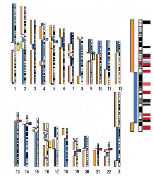 Click to enlarge Chromosome ideograms