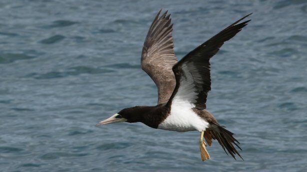 Brown Booby