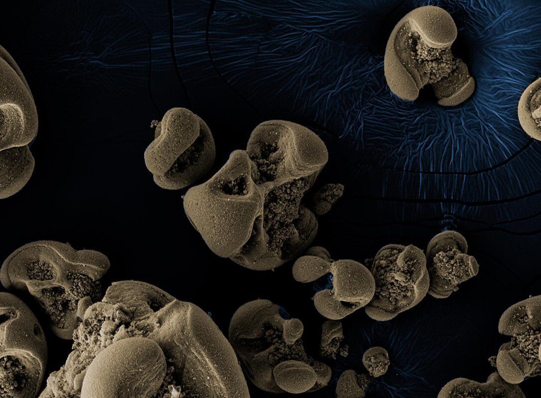 Click to enlarge manganese oxide nodules
