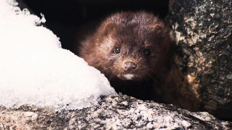 Click to enlarge mink